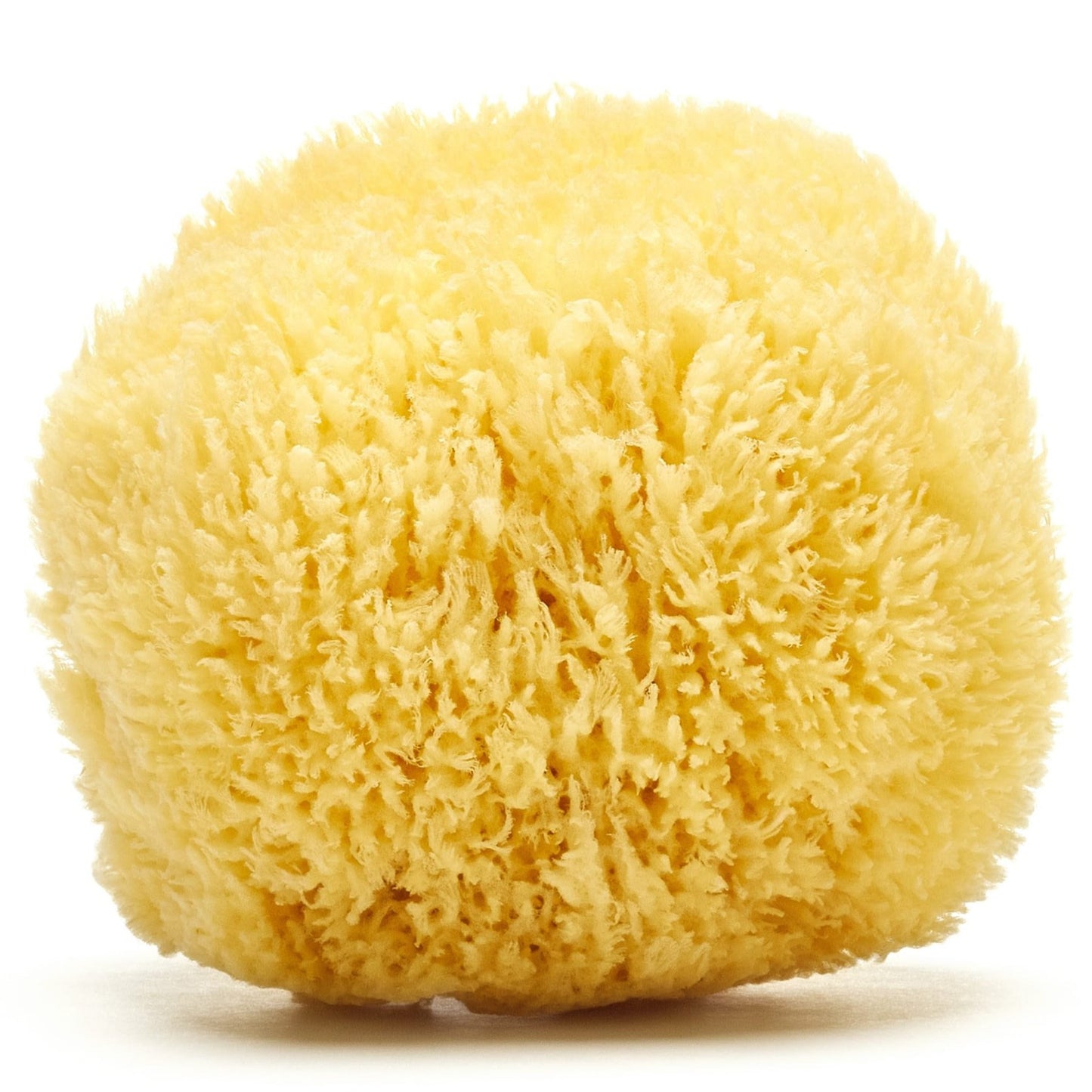 Sea Sponges