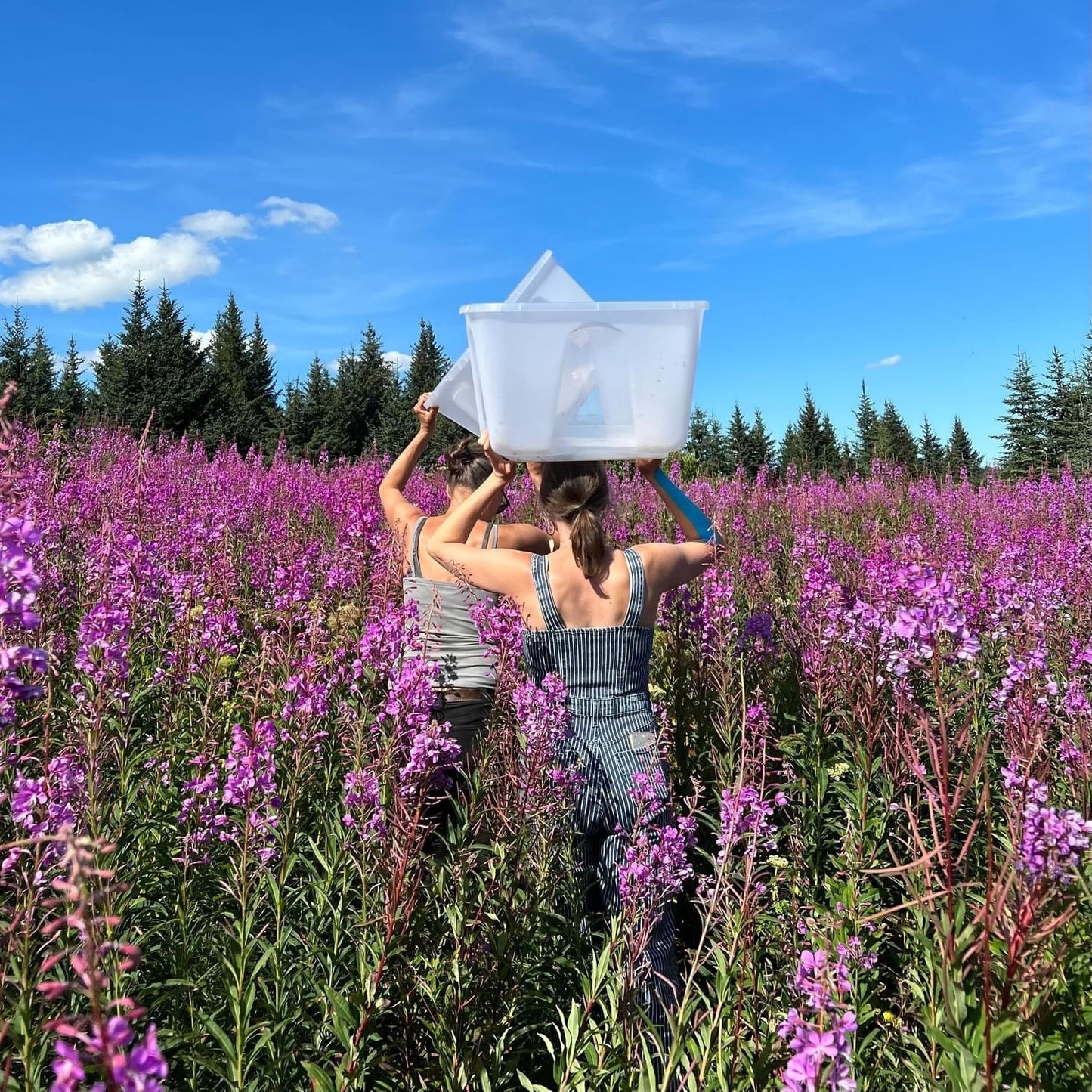 Fireweed Tea Bundle