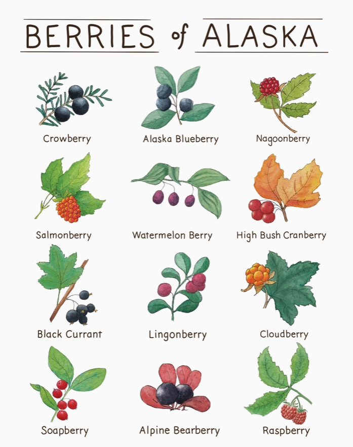 Berries of Alaska prints