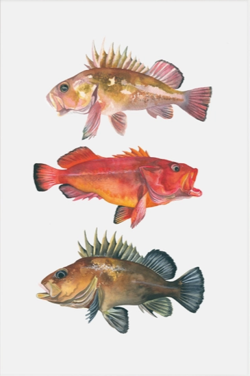 Rockfish prints