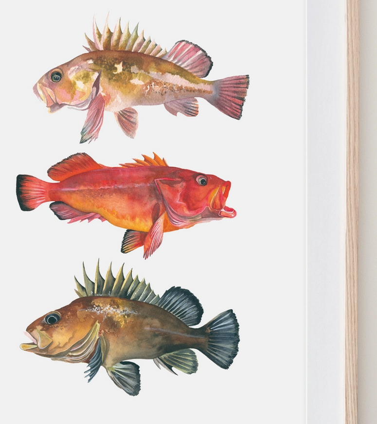 Rockfish prints