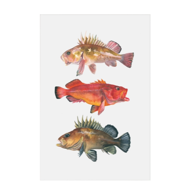 Rockfish prints